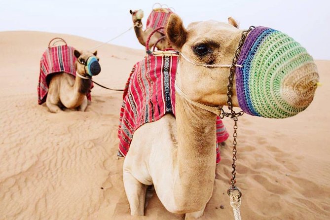 Policy Of Mask While Having Camel Rides
