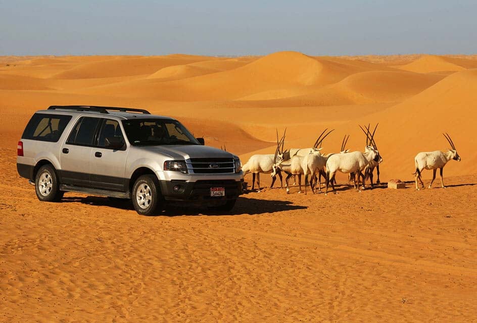 Top Desert Safari In Summer