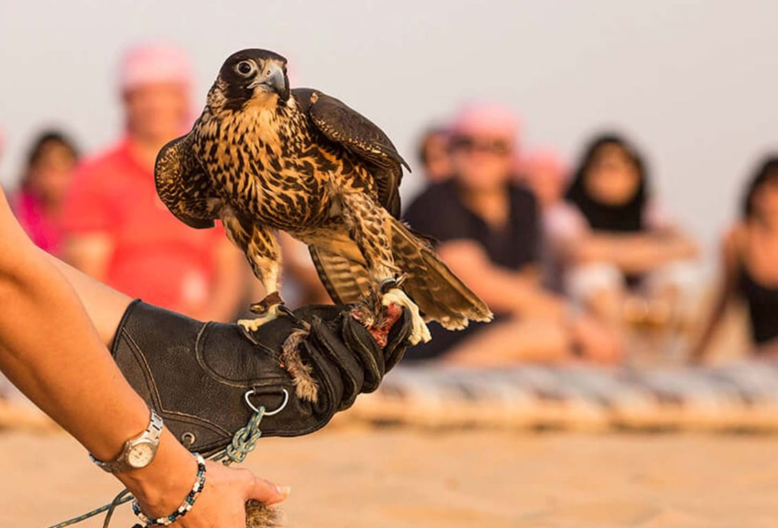 Bedouin Falcon Show