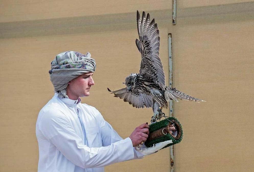 Photographs With A Falcon