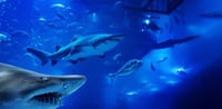 Dubai Travel And Tours