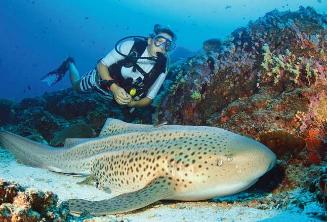 Take A Diving Underwater At Dibba Rock