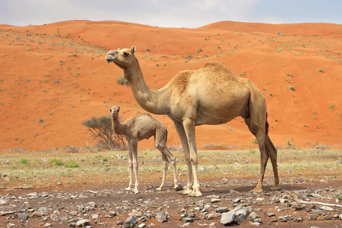 Camel Is A Great Desert Creature