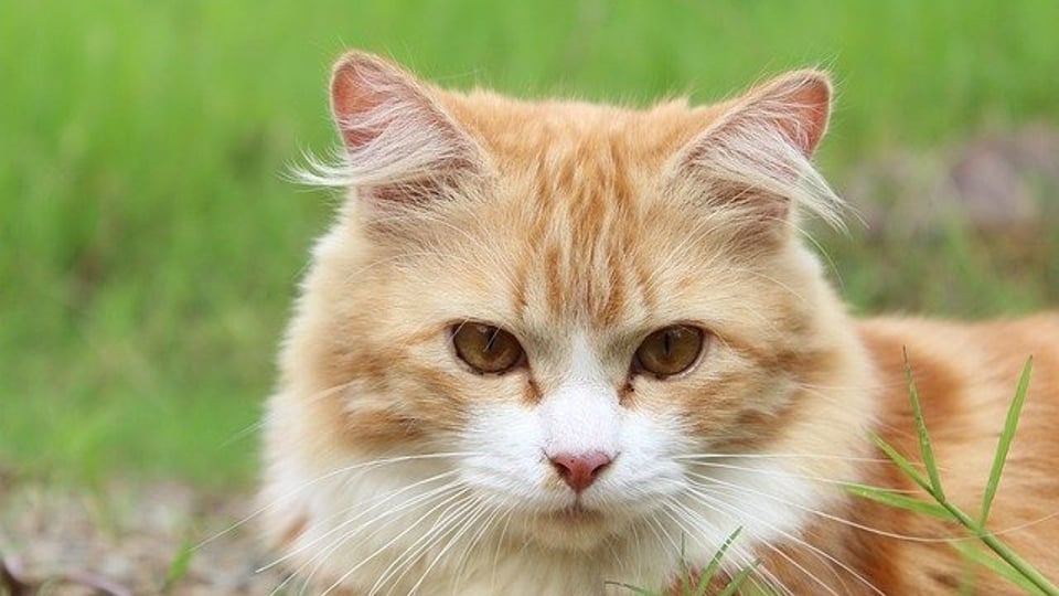 얼굴을 빼앗겨서 놀란 고양이.