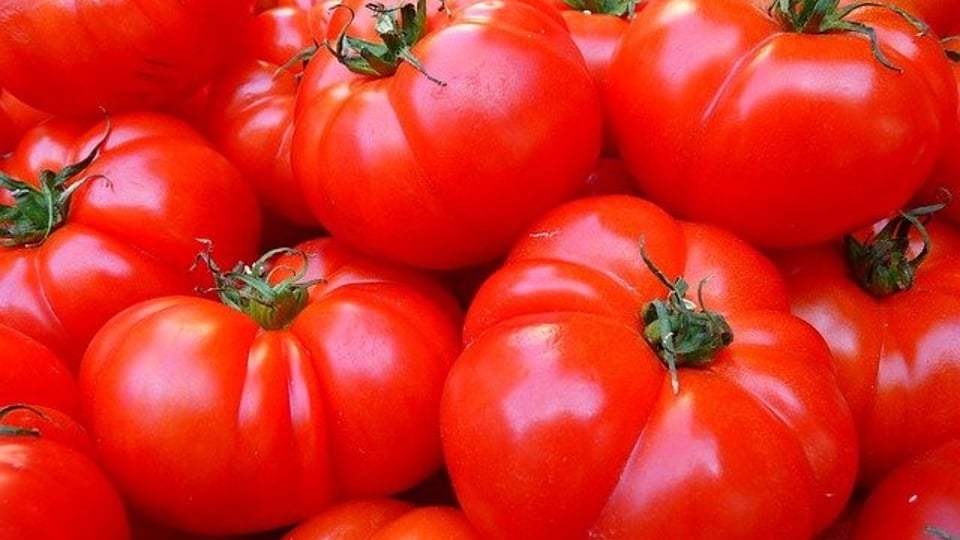 미국의 토마토농장은 얼마나 클까요? 