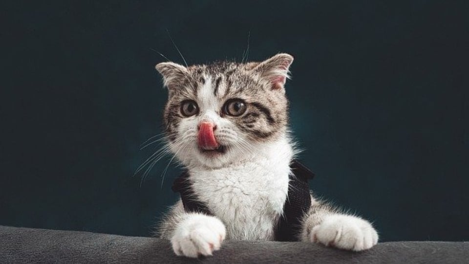 사람들에게 잔인하게 살해당한 고양이.