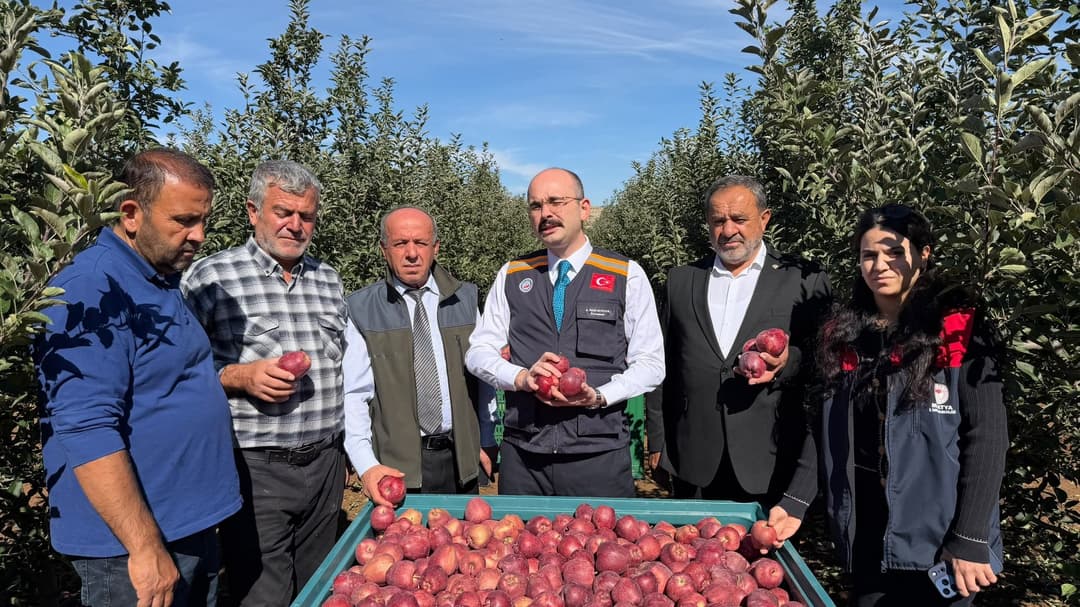 Doğanşehir’de Elma Hasadı Başladı! 