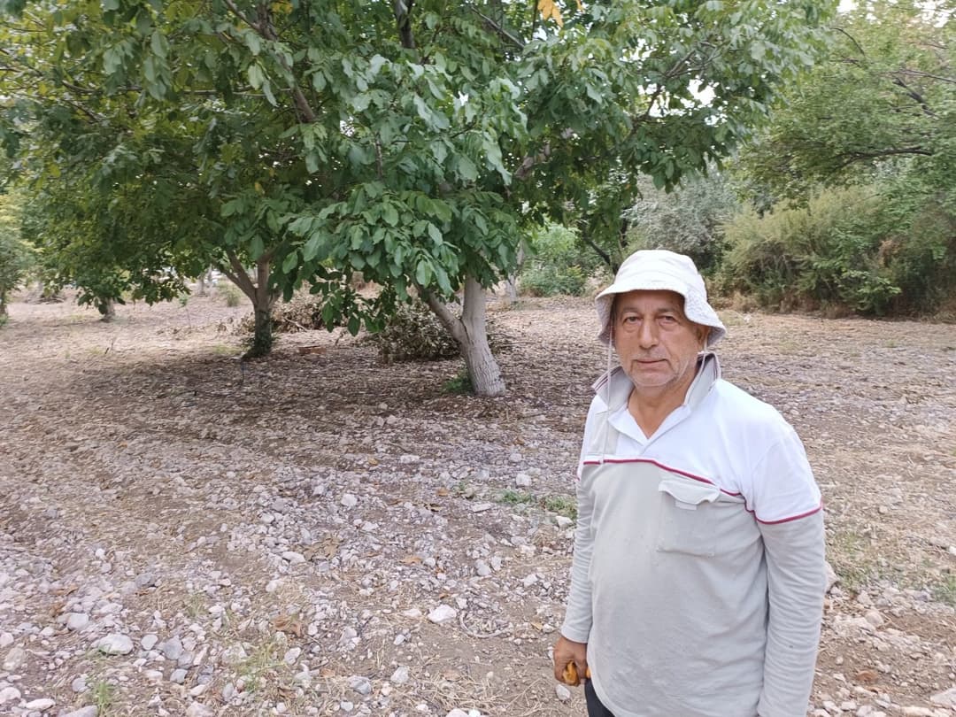 Darende’de Ceviz Hasadı Başladı: “Ceviz, Kayısının Sigortası”