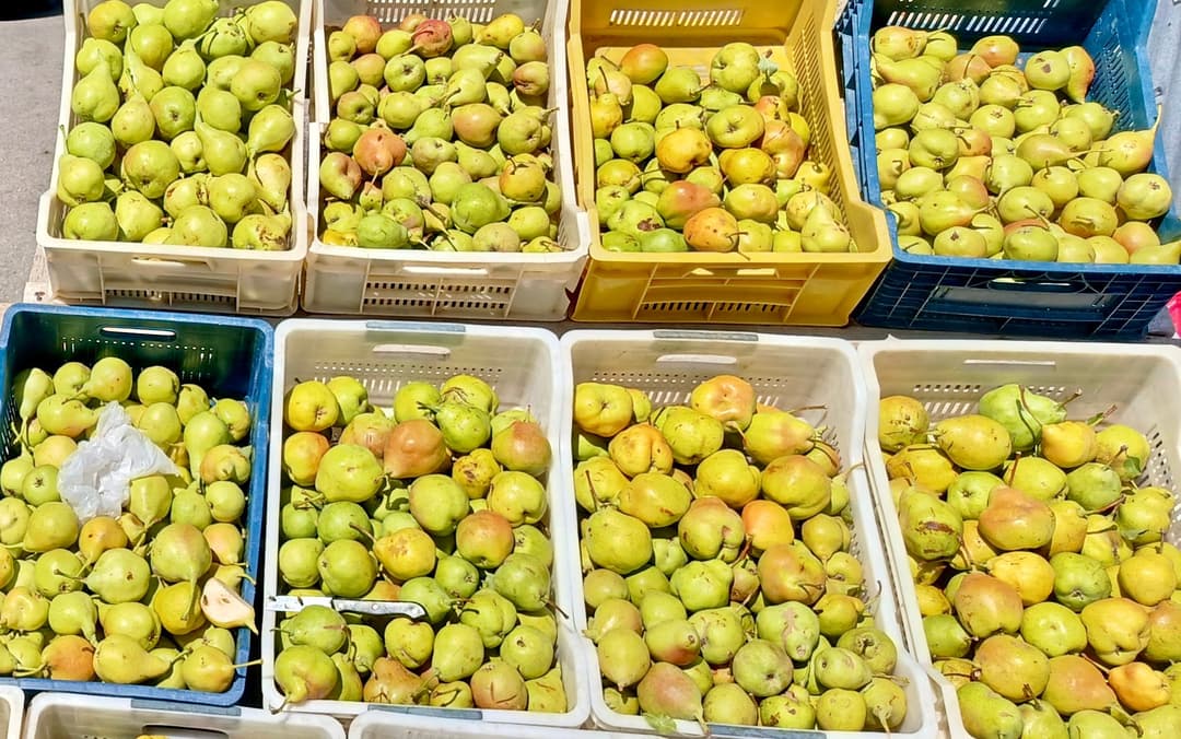 Kürecik’in Bal Armudu Sezonu Başladı