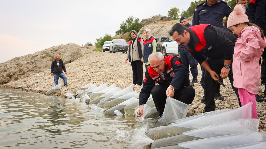  Baraj ve Göletlere 1,3 Milyon Sazan Takviyesi
