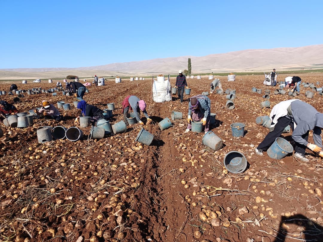 Darende’den Türkiye’ye Patates Sevkiyatı Hedef 20 Bin Ton!
