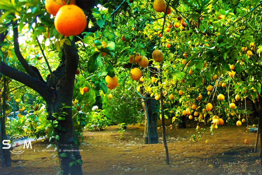 قرار وقف استيراد المنتجات الزراعية