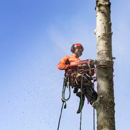 Obrázek #2 k produktu HUSQVARNA 545 Mark II 