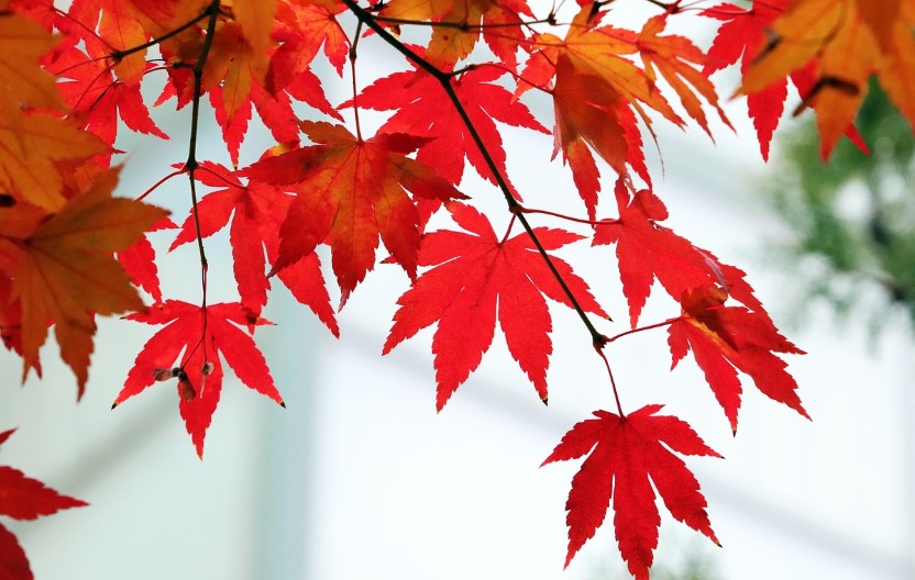 LocalShot Photo