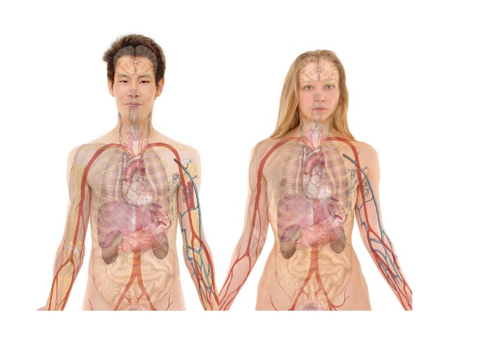 Anatomia corpo umano