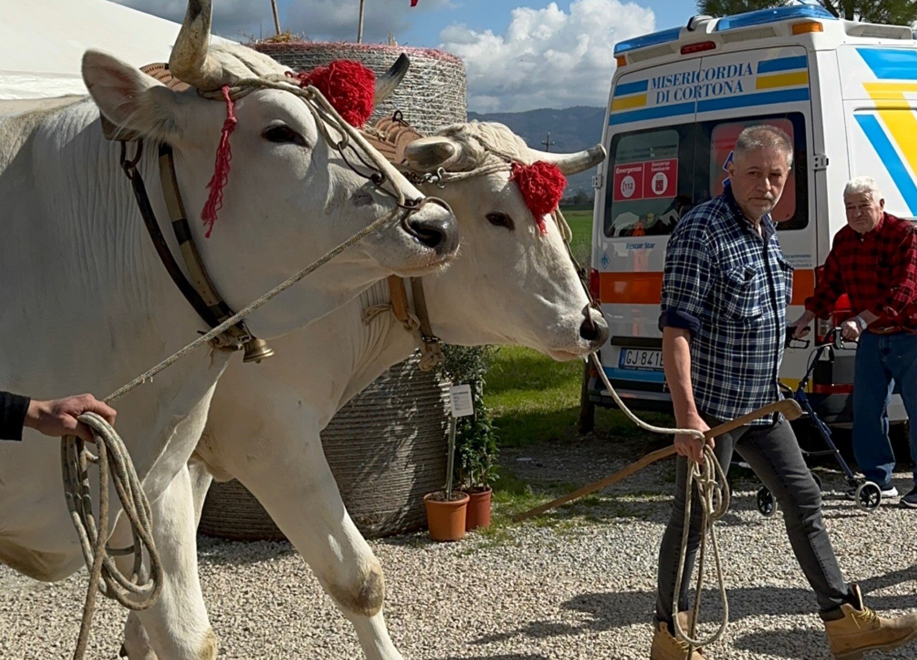 Cortona ecco la 69 edizione della Mostra dei bovini di razza