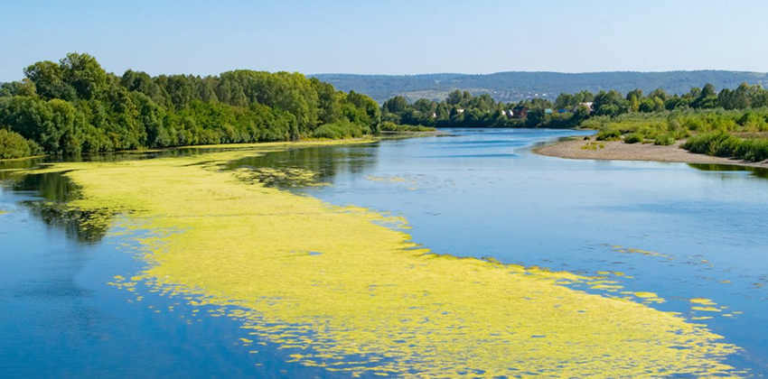 دفع المملكة العربية السعودية القوي نحو تداول أرصدة الكربون