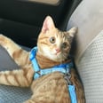 Help my cat token icon