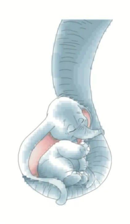 Tiny Trunkful