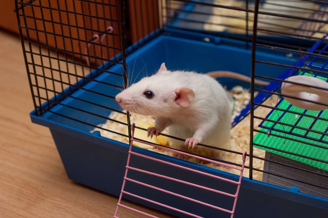 Small Animal Supplies