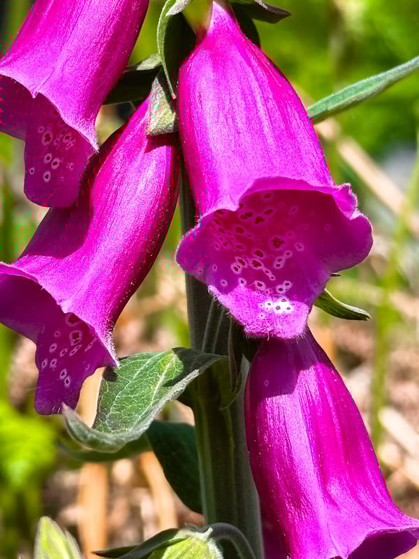 Bright pink flowers.