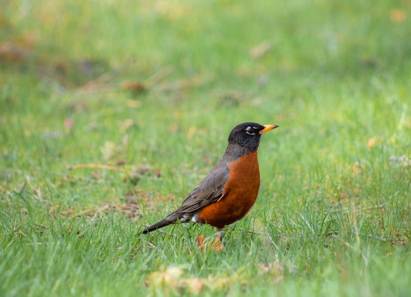 Robin in green grass