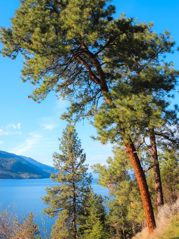 Large Ponderosa pines on the Paul's Tomb trail on Knox Mountain in Kelowna, BC.