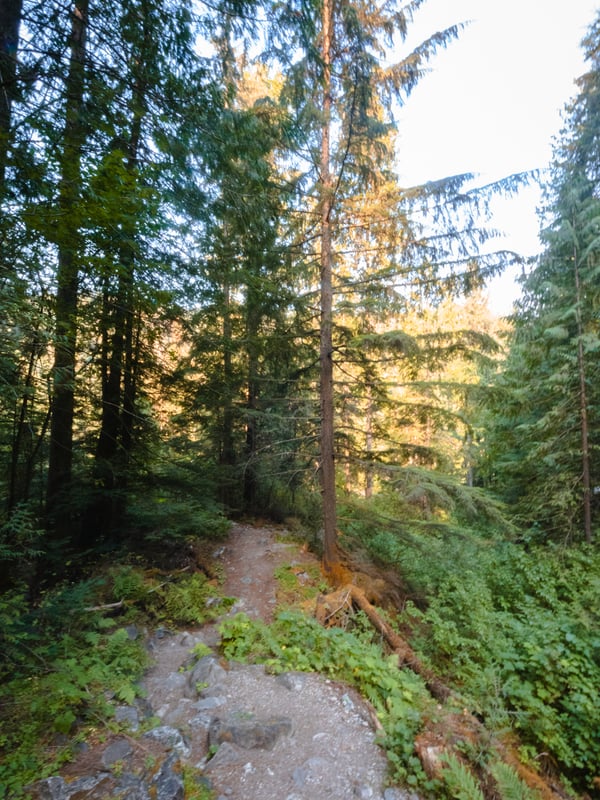 Misty forest path leading toward Kay Falls near the Trans-Canada Highway