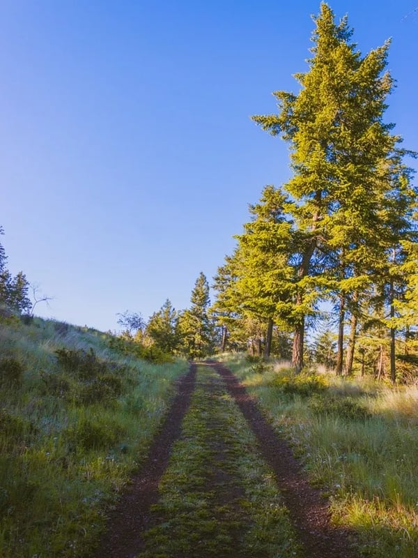 Vehicle tracks through a forest.