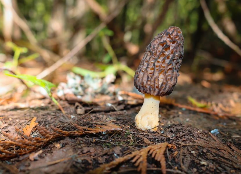 Mushroom on the ENderby Cliffs trail.