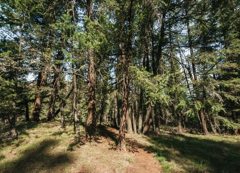 A faint trail heads in the forest