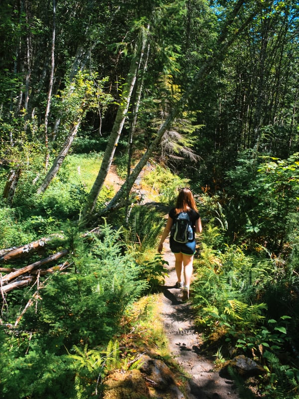 Forest trail winding through dense trees along the Lava Canyon Trail near Mount St. Helens