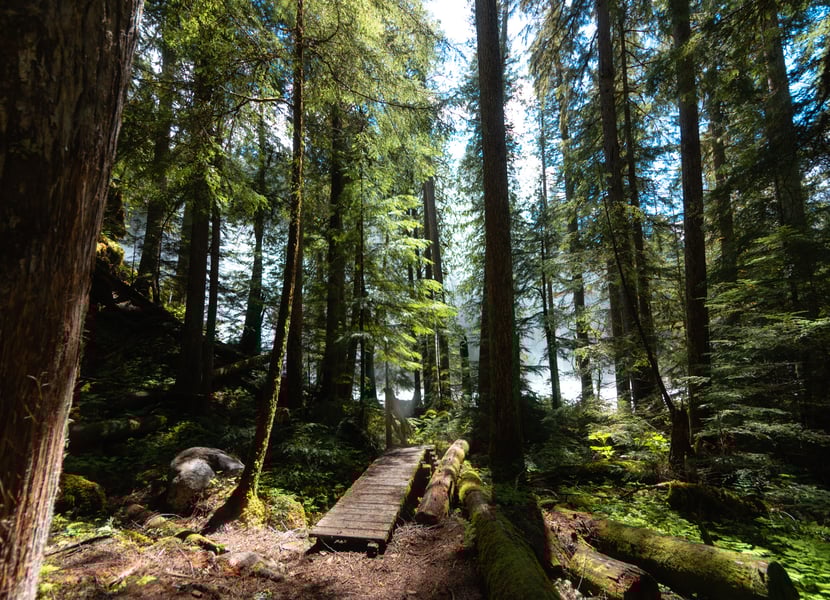 A boardwalk through the trees at Rainbow Falls in Monashee Provincial Park