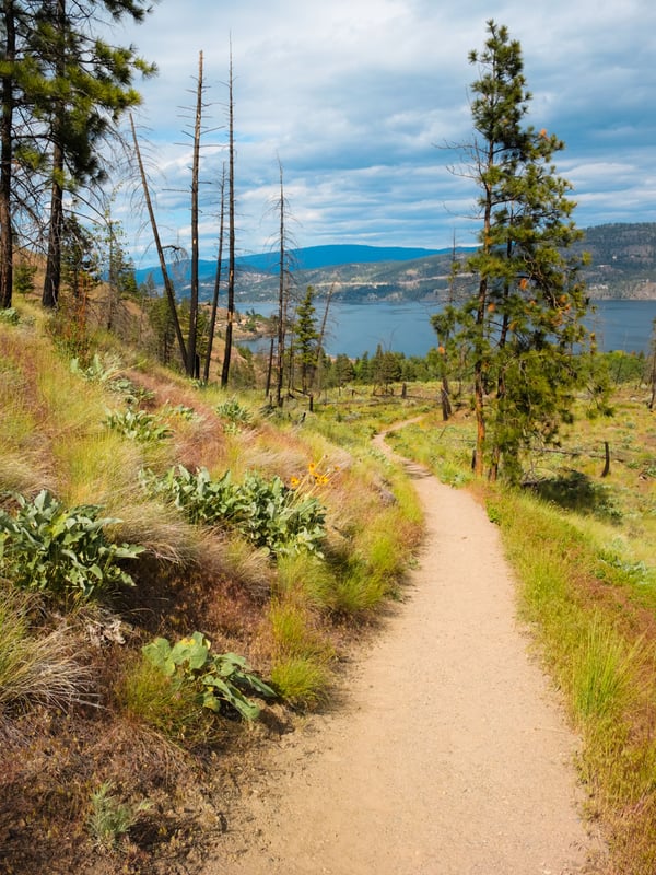 Hiking trail through a forest damaged by a wildfire at Bear Creek Provincial Park with a blue Okanagan Lake in the background.