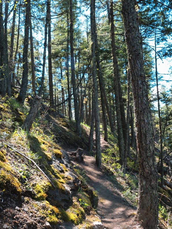 Final push to the top of the Enderby Cliffs through a light filled forest.