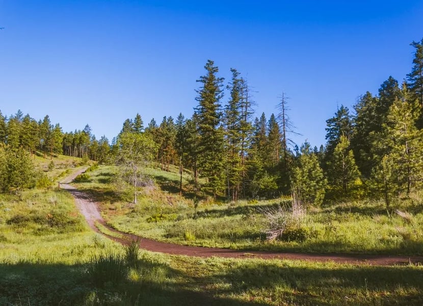 Dirt trail through a very green forest on Knox Mountain in Kelowna.