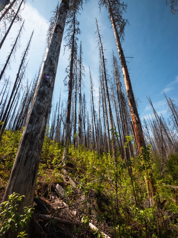 Burnt forest on the Christie Falls trail.