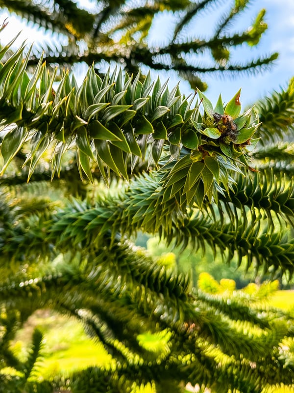 Close up of a tree.