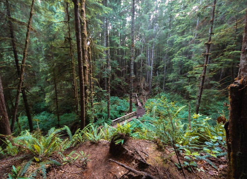 Trail through the forest on the way to Mystic Beach, featuring boardwalks and lush greenery