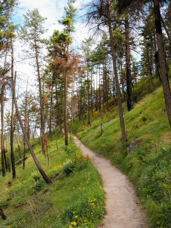 Dirt trail through the forest