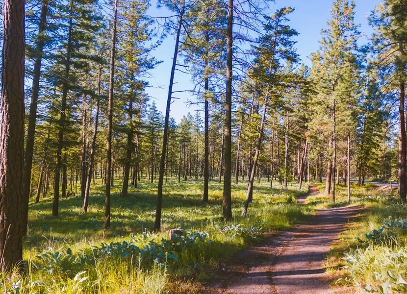 Trail through the trees on Knox Mountain.