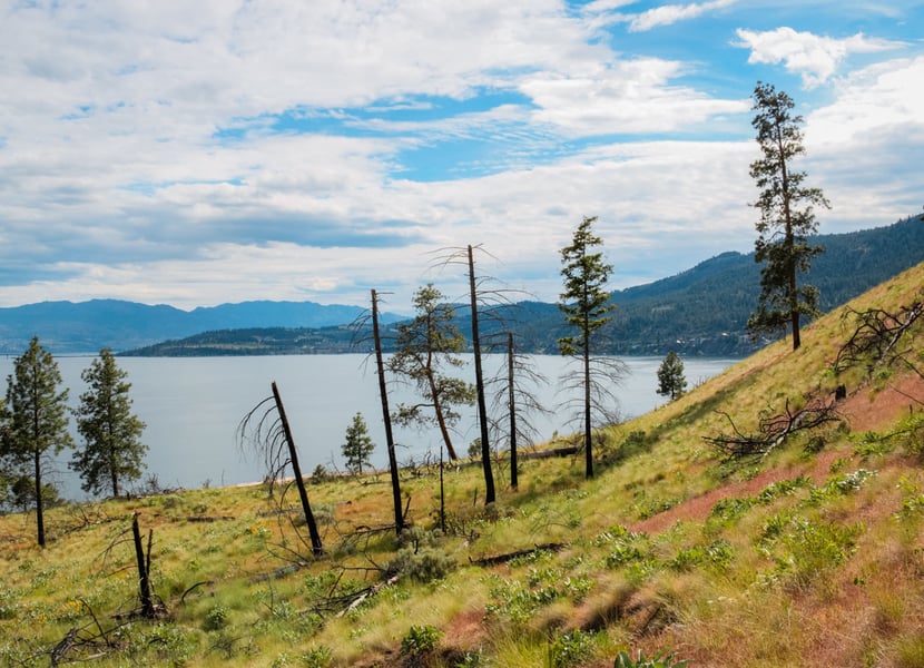 Burned trees with green underbrush and a blue lake in the background
