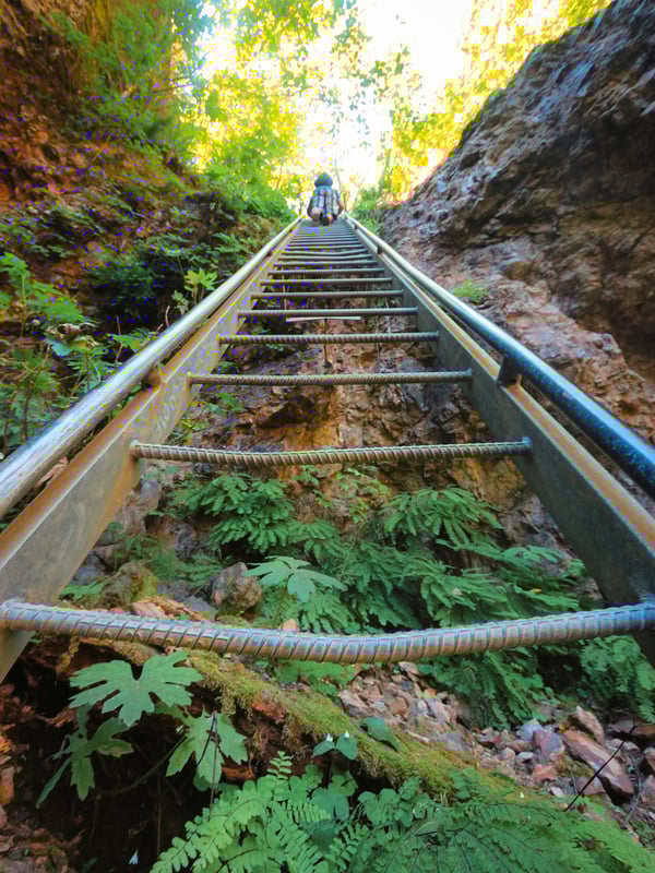 30-foot metal ladder descending a rocky cliffside surrounded by forest on the Lava Canyon Trail near Mount St. Helens