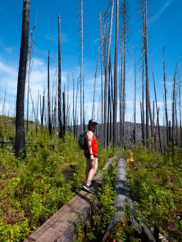 A woman in red stands on a log in a burnt forest on the trail to Christie Falls.