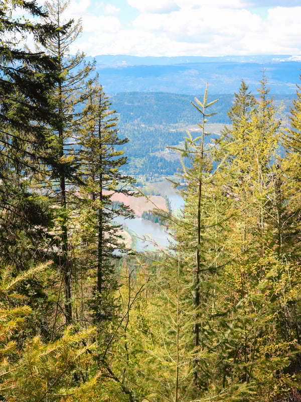 View of the Shuswap River peeking out through the forest cover on the Enderby Cliffs trail.