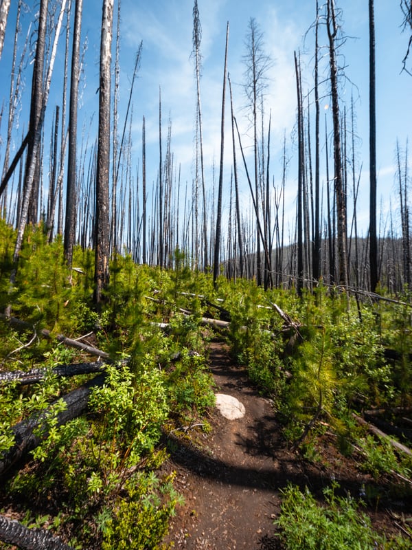 Tall, burnt trees with a forest floor covered in new growth.