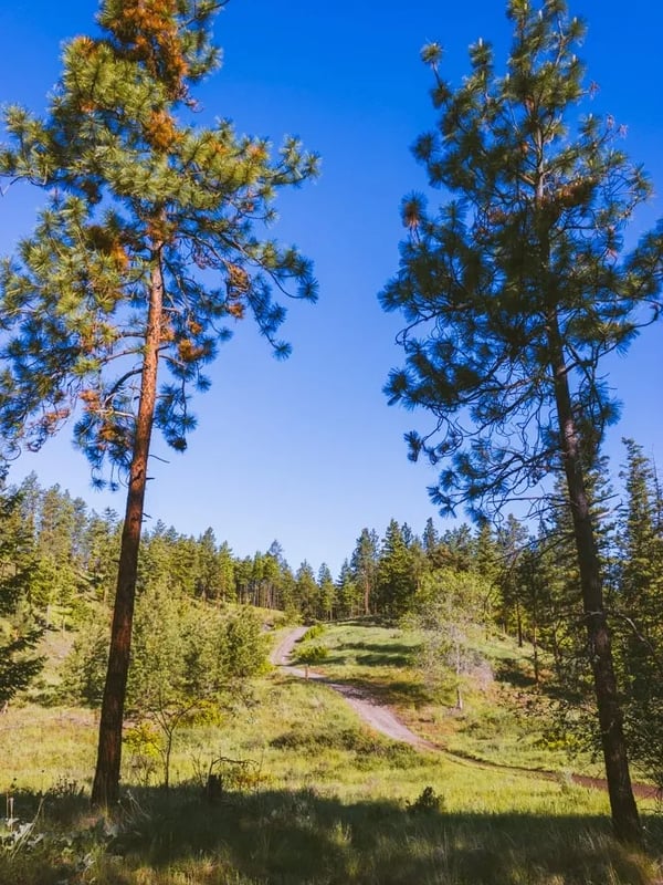 Two trees frame a dirt trail on Knox Mountain near Kathleen Lake.