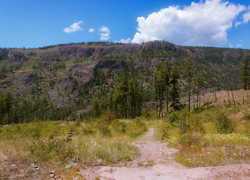 Path through a dry landscape in a forest