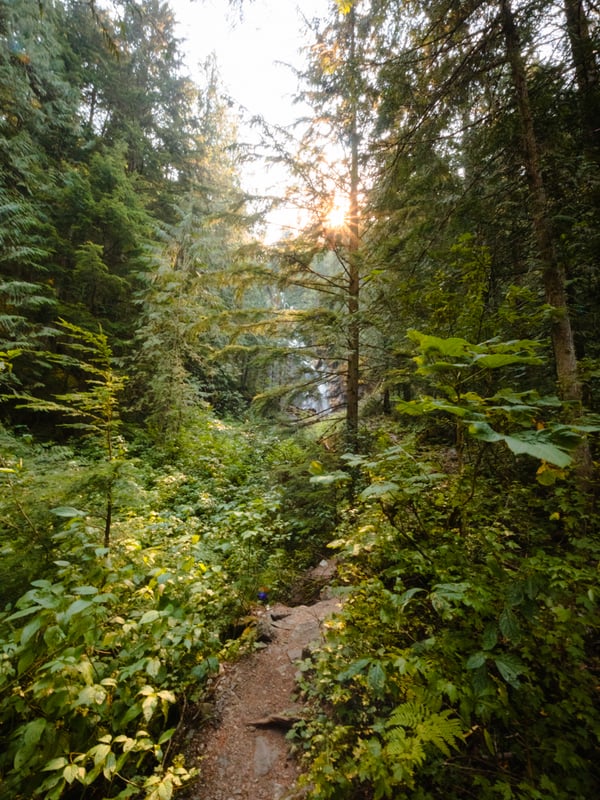 Forest trail to Kay Falls with waterfall visible in the distance through the trees