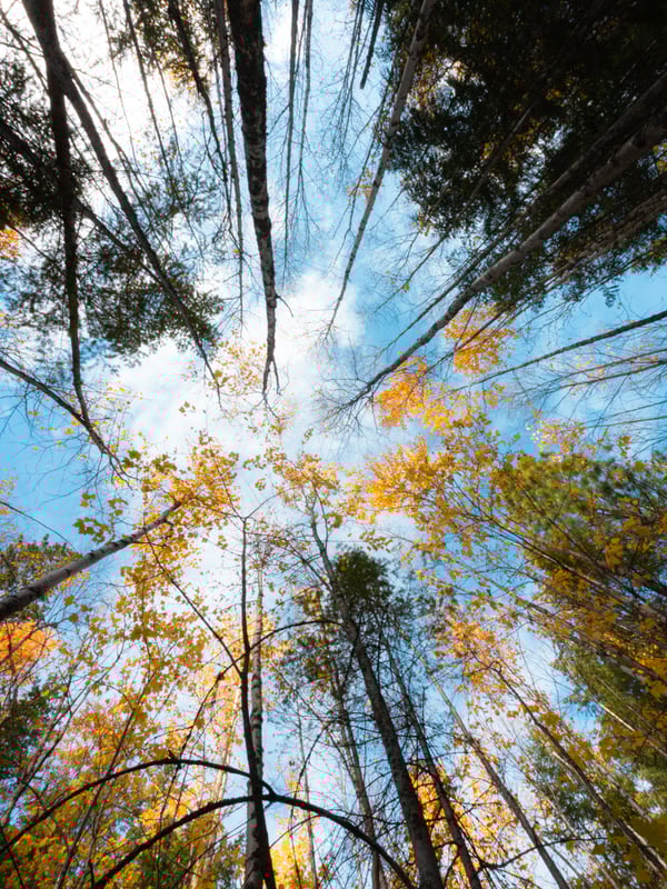 Looking up towards the canopy of a forest in the fall.